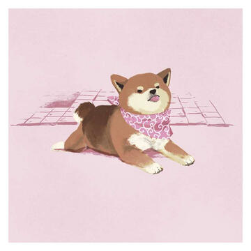 shiba shiba